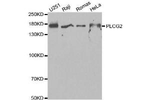 Western blot analysis of extracts of various cell lines, using PLCG2 antibody. (Phospholipase C gamma 2 anticorps  (AA 1-300))