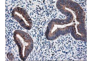 Image no. 10 for anti-Ribophorin 1 (RPN1) antibody (ABIN1500748) (RPN1 anticorps)