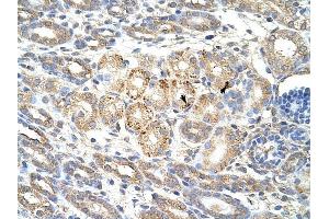 WNT9B antibody was used for immunohistochemistry at a concentration of 4-8 ug/ml to stain Epithelial cells of renal tubule (arrows) in Human Kidney.