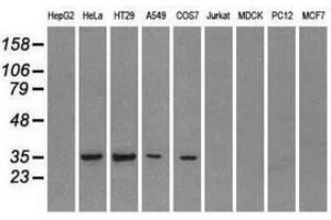 Image no. 5 for anti-Fc Fragment of IgG, Low Affinity IIa, Receptor (CD32) (FCGR2A) antibody (ABIN1497264)