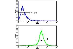 Flow cytometric analysis of WiDr cells using AXL polyclonal antibody (bottom histogram) compared to a negative control cell (top histogram). (AXL anticorps  (N-Term))