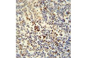 Immunohistochemistry analysis in formalin fixed and paraffin embedded human lymph node reacted with LY6G6C Antibody (C-term) followed which was peroxidase conjugated to the secondary antibody and followed by DAB staining. (LY6G6C anticorps  (C-Term))