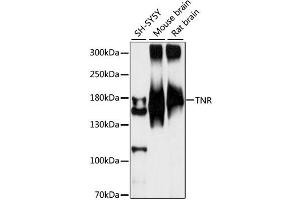 Western blot analysis of extracts of various cell lines, using TNR antibody (ABIN6293648) at 1:1000 dilution. (Tenascin R anticorps)