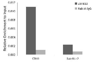 anti-Zinc Finger and BTB Domain Containing 33 (ZBTB33) (AA 523-672) antibody