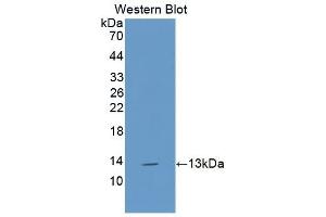 Detection of Recombinant IL13, Canine using Polyclonal Antibody to Interleukin 13 (IL13) (IL-13 anticorps  (AA 19-131))