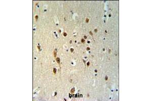 TOX3 Antibody IHC analysis in formalin fixed and paraffin embedded brain tissue followed by peroxidase conjugation of the secondary antibody and DAB staining. (TOX3 anticorps  (AA 214-242))
