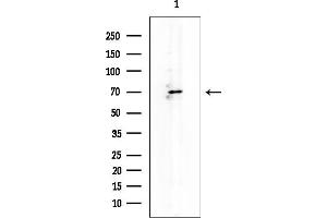 Western blot analysis of lysates from Rat lung, using MAPKAPK2 Mouse Monoclonal Antibody at 1/1000 dilution.