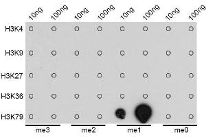 Dot-blot analysis of all sorts of methylation peptides using MonoMethyl-Histone H3-K79 antibody. (Histone 3 anticorps  (H3K79me))