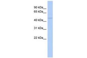 Image no. 1 for anti-RasGEF Domain Family, Member 1C (RASGEF1C) (AA 395-444) antibody (ABIN6743872) (RASGEF1C anticorps  (AA 395-444))