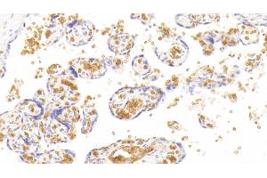 Detection of HBa1 in Human Placenta Tissue using Monoclonal Antibody to Hemoglobin Alpha 1 (HBa1) (HBA1 anticorps  (AA 1-142))