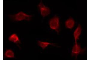 ABIN6267421 staining COS7 by IF/ICC.