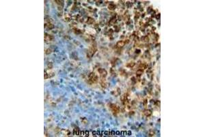 Immunohistochemistry (IHC) image for anti-Inosine Triphosphatase (ITPA) antibody (ABIN3002176) (ITPA anticorps)