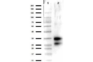 Western Blot results of Rabbit Anti-Deoxyribonuclease 1 Antibody. (DNASE1 anticorps)
