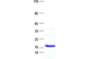 Validation with Western Blot (Histone H3.1 Protein (His tag))