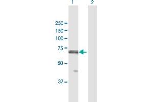 Western Blot analysis of RBBP5 expression in transfected 293T cell line by RBBP5 MaxPab polyclonal antibody. (RBBP5 anticorps  (AA 1-538))
