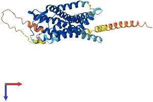 AlphaFold protein structure predicition of Mouse Recombinant Agtr2 Protein, UniprotID P35374