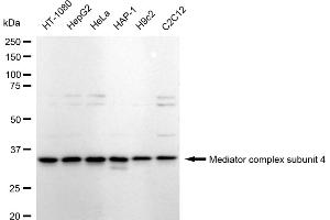 Western blotting analysis using Mediator complex subunit 4 antibody (ABIN7799350). (Recombinant Mediator Complex anticorps  (Subunit 4))