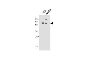 All lanes : Anti-SERPINA6 Antibody (Center) at 1:1000 dilution Lane 1: T47D whole cell lysate Lane 2: HepG2 whole cell lysate Lysates/proteins at 20 μg per lane.