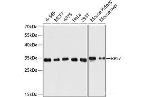 Western blot analysis of extracts of various cell lines using RPL7 Polyclonal Antibody at dilution of 1:3000. (RPL7 anticorps)