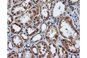 Image no. 6 for anti-Lipase, Endothelial (LIPG) antibody (ABIN1499165) (LIPG anticorps)