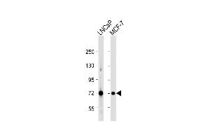 All lanes : Anti-DLAT Antibody (C-term) at 1:1000 dilution Lane 1: LNCaP whole cell lysate Lane 2: MCF-7 whole cell lysate Lysates/proteins at 20 μg per lane. (DLAT anticorps  (C-Term))