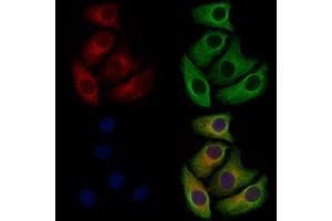 NAPE-PLD Antibody staining Hela cells by IF/ICC. (NAPEPLD anticorps  (Internal Region))