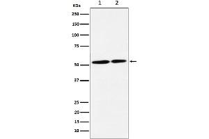 Western blot analysis of NRG3 expression in (1) SH-SY5Y cell lysate, (2) C6 cell lysate.