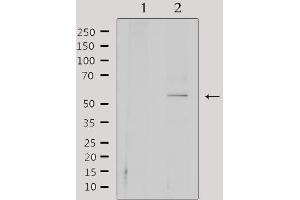 Western blot analysis of extracts from 293, using CEP55 Antibody. (CEP55 anticorps  (C-Term))