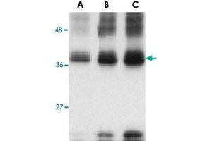 Western blot analysis of (A) 5 ng, (B) 25 ng and (C) 50 ng of recombinant TNFSF12 with TNFSF12 polyclonal antibody  at 1 ug/mL . (TWEAK anticorps)