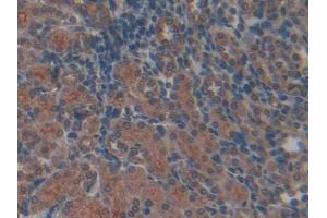 Used in DAB staining on fromalin fixed paraffin- embedded kidney tissue (TFPI anticorps  (AA 29-302))