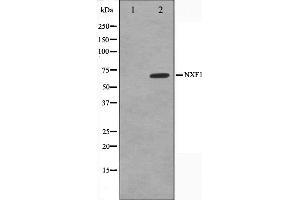 Western blot analysis on HeLa cell lysate using NXF1 Antibody,The lane on the left is treated with the antigen-specific peptide.