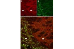 Expression of HCN4 in mouse thalamus - Immunohistochemical staining of mouse thalamus using Anti-HCN4 Antibody (ABIN7043284, ABIN7044963 and ABIN7044964). (HCN4 anticorps  (Intracellular, N-Term))