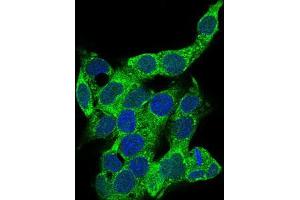 Immunofluorescence analysis of HepG2 cells using CD14 mouse mAb (green).