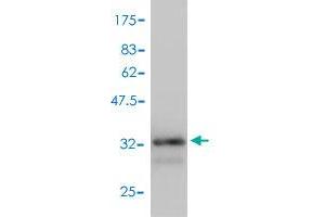 Western Blot detection against Immunogen (34.