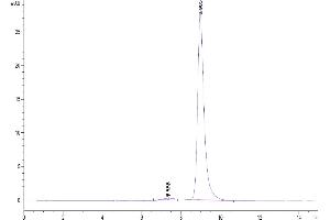 The purity of Human Notch 3 is greater than 95 % as determined by SEC-HPLC.