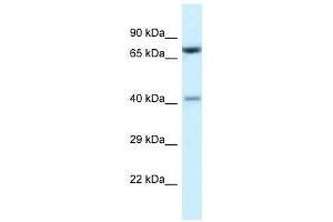 Western Blot showing Prmt7 antibody used at a concentration of 1. (PRMT7 anticorps  (C-Term))
