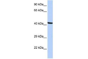 Kaptin antibody used at 1 ug/ml to detect target protein. (KPTN anticorps)