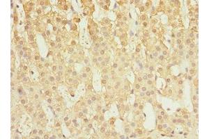 Immunohistochemistry of paraffin-embedded human adrenal gland tissue using ABIN7146516 at dilution of 1:100
