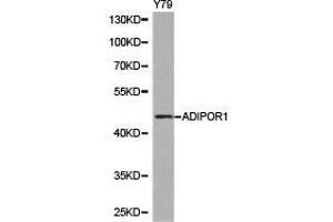 Western Blotting (WB) image for anti-Adiponectin Receptor 1 (ADIPOR1) antibody (ABIN1870826) (Adiponectin Receptor 1 anticorps)