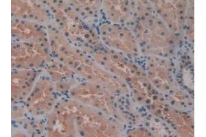 IHC-P analysis of Human Kidney Tissue, with DAB staining. (SERPINB6 anticorps  (AA 1-376))