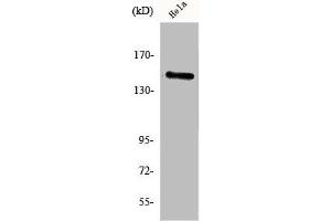 Western Blot analysis of HeLa cells using JIP-3 Polyclonal Antibody