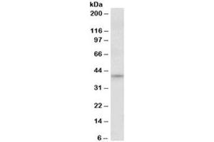 Western blot testing of NIH3T3 nuclear lysate with JUND antibody at 1ug/ml. (JunD anticorps)