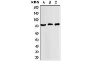 Western blot analysis of STAT4 (pY693) expression in MCF7 (A), mouse kidney (B), rat kidney (C) whole cell lysates. (STAT4 anticorps  (C-Term, pTyr693))