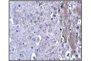 Immunohistochemistry of MATN4 in mouse brain tissue with this product at 2. (MATN4 anticorps  (N-Term))