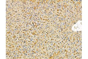 ABIN7096030 and ABIN7100092 at 1/100 staining mouse liver tissue by IHC-P. (MFSD6 anticorps)