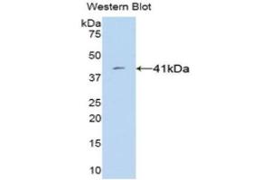 Western Blotting (WB) image for anti-VGF Nerve Growth Factor Inducible (VGF) (AA 330-449) antibody (ABIN3201570) (VGF anticorps  (AA 330-449))