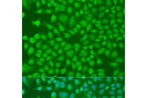 Immunofluorescence analysis of U2OS cells using PLEKHA1 Polyclonal Antibody at dilution of 1:100.