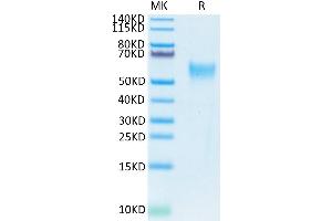 Biotinylated Human CD24 on Tris-Bis PAGE under reduced conditions. (CD24 Protein (AA 27-59) (mFc Tag,Biotin))