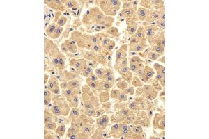 Immunohistochemical analysis of paraffin-embedded H.