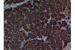 Immunohistochemistry (IHC) analysis of paraffin-embedded Human Pancreas, antibody was diluted at 1:100.